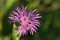 Centaurea jacea - Arujumikas Keila puisniit.jpg