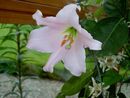 Lilium japonicum (1).jpg