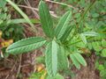 Sanguisorba officinalis 1.JPG
