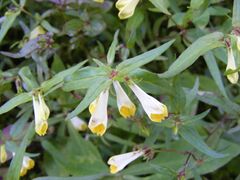 Melampyrum pratense DSCF1738.JPG