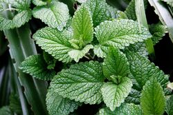 Mint leaves.jpg