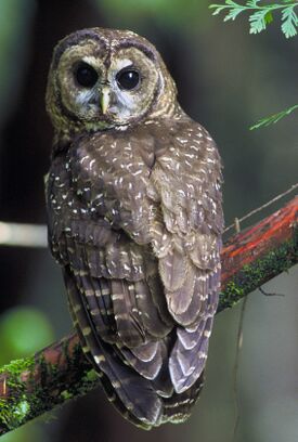Ула-чăла çурçĕр тăмани (Strix occidentalis caurina)