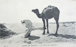 26 май, 1916 йыл, рөҡуғ