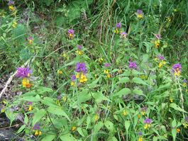Melampyrum nemorosum001.jpg