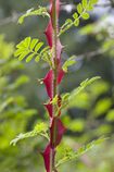 Rosa omeiensis 9517.jpg