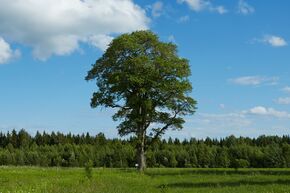 Soolätte künnapuu 2014.jpg