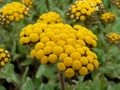 (Helichrysum basalticum)
