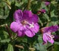 Epilobium hirsutum