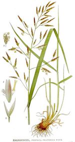 442 Festuca pratensis.jpg