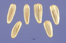 Achillea millefolium occidentalis seeds.jpg