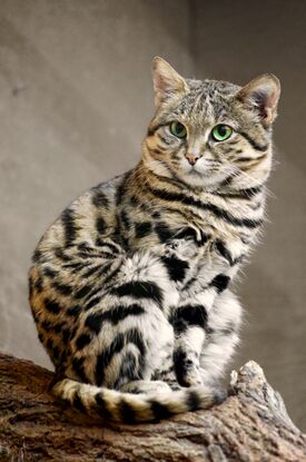 Хура ураллӑ кушак