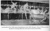 3,000 m steeplechase 1920 Olympics Antwerp.jpg