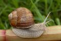 Helix pomatia 89a.jpg