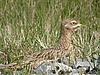 Burhinus oedicnemus 070403 POT.jpg