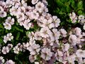 Gypsophila cerastioides