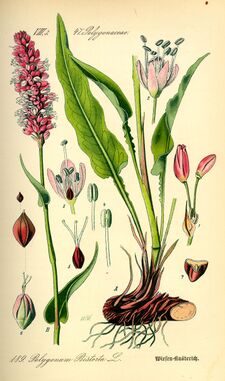 Illustration Polygonum bistorta0.jpg
