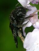 Xylocopa valga fem2.jpg