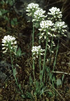Thlaspi montanum eF.jpg