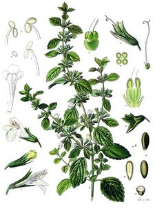 Melissa officinalis - Köhler–s Medizinal-Pflanzen-094.jpg