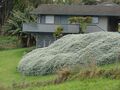 (Helichrysum petiolare)
