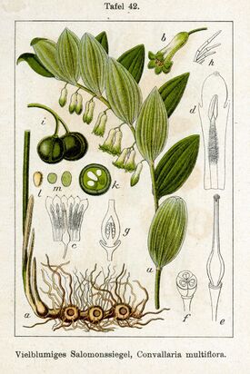 Polygonatum multiflorum Sturm42.jpg