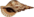 Charonia.png