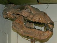 Ursus etruscus 3.jpg