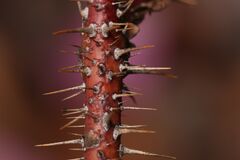 Rosa acicularis 8835.JPG