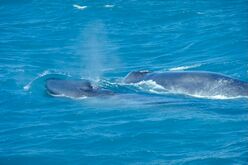 BlueWhaleWithCalf.jpg