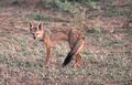 Indianfox.jpg