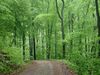 Wienerwald.JPG