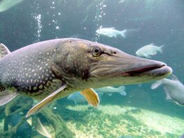Esox lucius ZOO 2.jpg