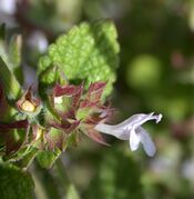 Melissa officinalis carmel.jpg