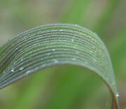 Agrostis Blatt.jpg