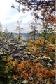 Riuttavuori-mägen kazvmued