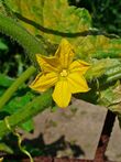 Cucumis sativus 0002.JPG