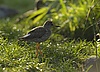 Rotschenkel (Tringa totanus) 01.jpg