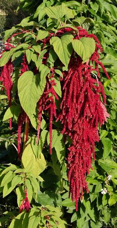 Amaranthus caudatus JdP.jpg