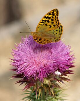 Argynnis pandora LC0052-2.jpg