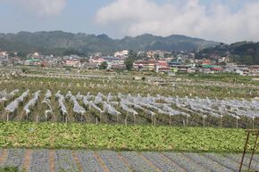 La Trinidad strawberry fields.JPG