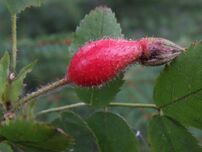Rosa alpina T66.jpg