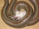 Rosy boa eating.JPG
