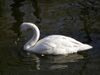 Cygnus cygnus from zh.JPG
