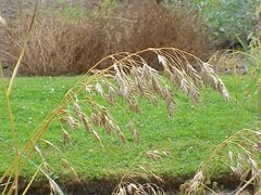 Bromus secalinus2.jpg