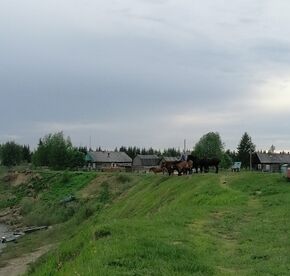 Роговая.jpg